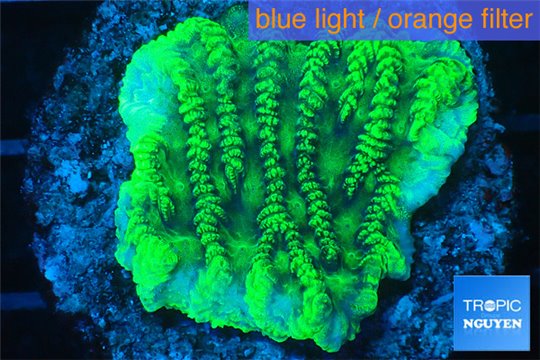 Merulina neon green 2-3 cm WYSIWYG acclimaté