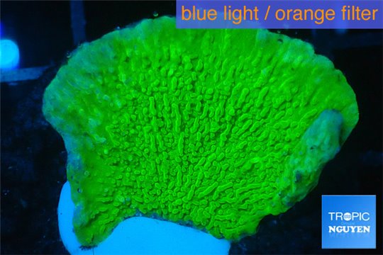 Montipora capricornis green 3-5 cm WYSIWYG acclimaté