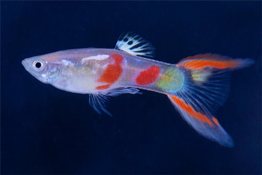 Guppy calico double sword 3,5-4 cm