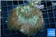 Sarcophyton long polyps 7-11 cm WYSIWYG acclimaté