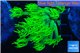 Goniopora long polyps golden green 2-4 cm WYSIWYG acclimaté