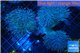 Sarcophyton long polyps tripple body 10-18 cm WYSIWYG acclimaté