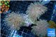 Sarcophyton long polyps tripple body 10-18 cm WYSIWYG acclimaté