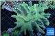 Lobophythum green 8-12 cm WYSIWYG acclimaté