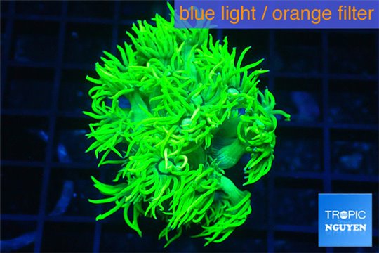 Goniopora long polyps golden green 2-4 cm WYSIWYG acclimaté