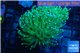 Euphyllia glabrescens green & white spot 6-9 cm WYSIWYG acclimaté