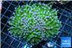 Euphyllia glabrescens green & white spot 6-10 cm WYSIWYG acclimaté