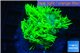 Goniopora long polyps golden green 2-4 cm WYSIWYG acclimaté