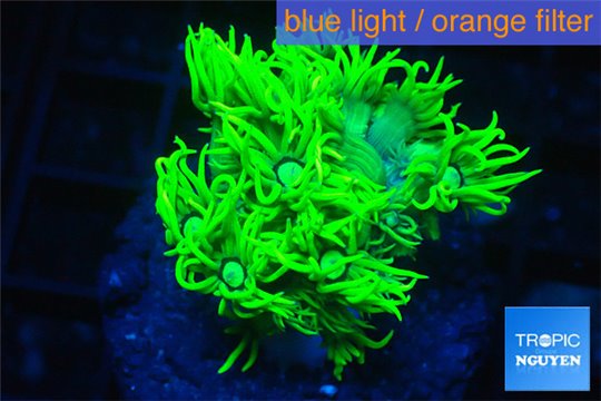 Goniopora long polyps golden green 2-4 cm WYSIWYG acclimaté