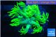 Goniopora long polyps golden green 2-4 cm WYSIWYG acclimaté