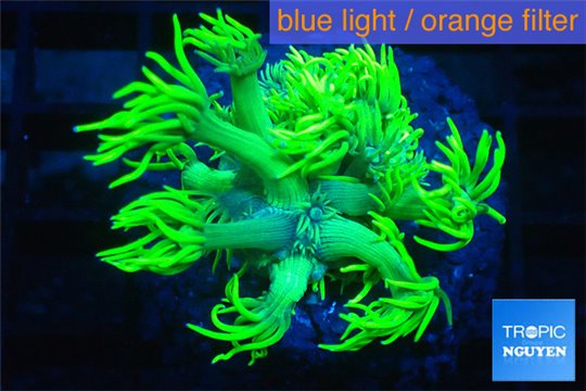 Goniopora long polyps golden green 2-4 cm WYSIWYG acclimaté