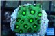 Favia neon green Australia 2-3 cm WYSIWYG acclimaté