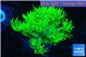 Goniopora long polyps golden green 2-4 cm WYSIWYG acclimaté