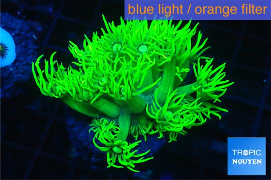 Goniopora long polyps golden green 2-4 cm WYSIWYG acclimaté