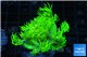 Goniopora long polyps golden green 2-4 cm WYSIWYG acclimaté