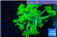 Goniopora long polyps golden green 2-4 cm WYSIWYG acclimaté