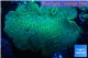 Sarcophyton greeny long polyps 8-14 cm WYSIWYG acclimaté