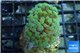 Euphyllia paraancora gold 3-5 cm WYSIWYG acclimaté