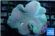 Sarcophyton long polyps 7-12 cm WYSIWYG acclimaté