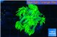 Goniopora long polyps golden green 2-4 cm WYSIWYG acclimaté