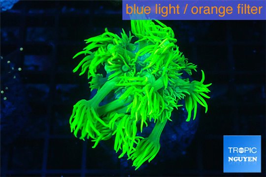 Goniopora long polyps golden green 2-4 cm WYSIWYG acclimaté