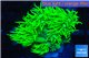 Goniopora long polyps golden green 2-4 cm WYSIWYG acclimaté