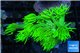 Goniopora long polyps golden green 2-4 cm WYSIWYG acclimaté