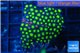 Zoanthus green small polyps 3-5 cm WYSIWYG acclimaté