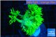 Goniopora long polyps golden green 2-4 cm WYSIWYG acclimaté