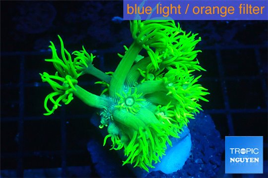 Goniopora long polyps golden green 2-4 cm WYSIWYG acclimaté