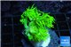 Goniopora long polyps golden green 2-4 cm WYSIWYG acclimaté