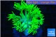 Goniopora long polyps golden green 2-4 cm WYSIWYG acclimaté