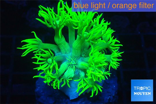 Goniopora long polyps golden green 2-4 cm WYSIWYG acclimaté