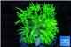 Goniopora long polyps golden green 2-4 cm WYSIWYG acclimaté