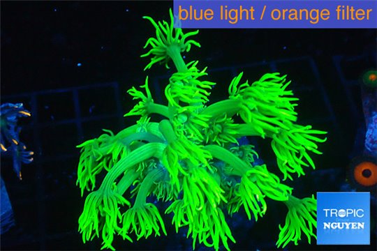 Goniopora long polyps golden green 2-4 cm WYSIWYG acclimaté