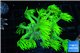 Goniopora long polyps golden green 2-4 cm WYSIWYG acclimaté