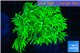 Goniopora long polyps golden green 2-4 cm WYSIWYG acclimaté