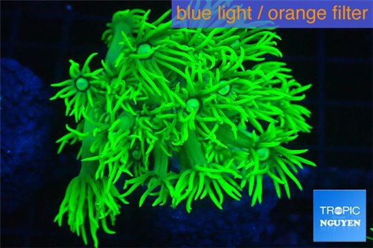 Goniopora long polyps golden green 2-4 cm WYSIWYG acclimaté