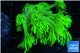 Goniopora long polyps golden green 2-4 cm WYSIWYG acclimaté