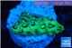 Favia neon green Australia 2-3 cm WYSIWYG acclimaté