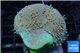 Sarcophyton long polyps 7-10 cm WYSIWYG acclimaté