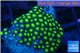 Zoanthus green small polyps 4-5 cm WYSIWYG acclimaté