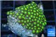 Zoanthus green small polyps 4-5 cm WYSIWYG acclimaté