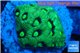 Favia neon green Australia 2-3 cm WYSIWYG acclimaté