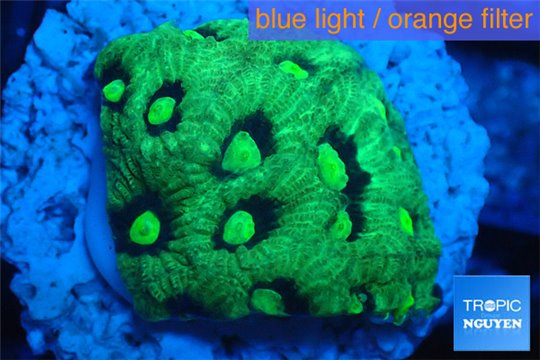 Favia neon green Australia 2-3 cm WYSIWYG acclimaté