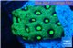 Favia neon green Australia 2-3 cm WYSIWYG acclimaté