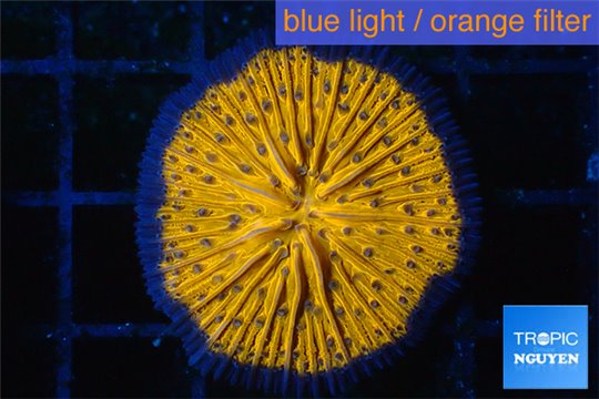 Fungia orange 2-4 cm WYSIWYG acclimaté