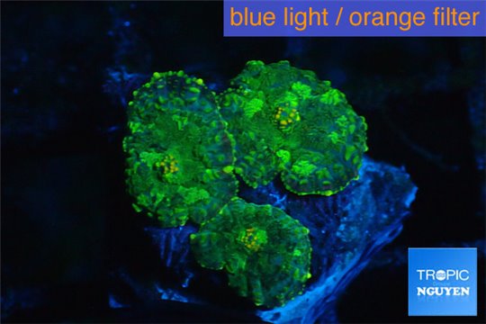 Rhodactis green & orange spot 3 polyps WYSIWYG acclimaté