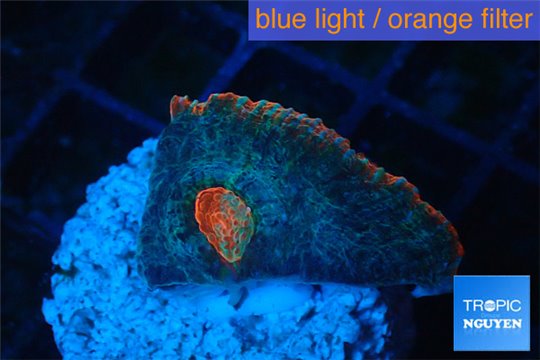 Acanthastrea echinata red eye 2-3 cm WYSIWYG acclimaté