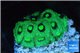 Favia neon green Australia 2-3 cm WYSIWYG acclimaté